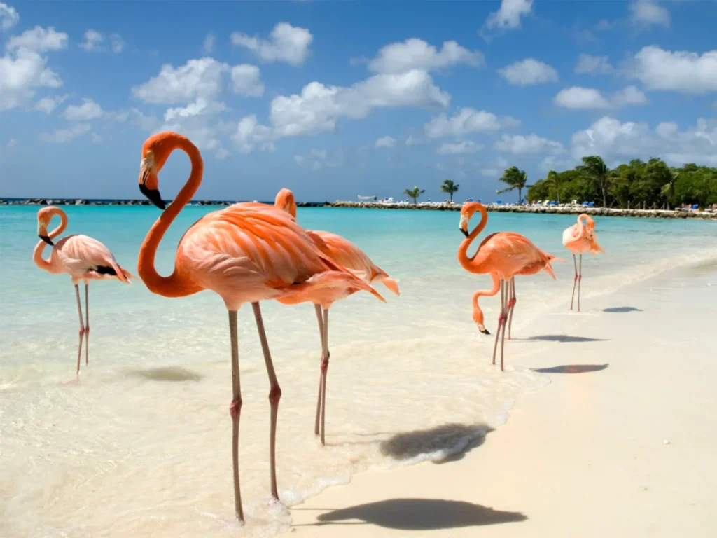 aruba 2027